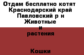 Отдам бесплатно котят - Краснодарский край, Павловский р-н Животные и растения » Кошки   